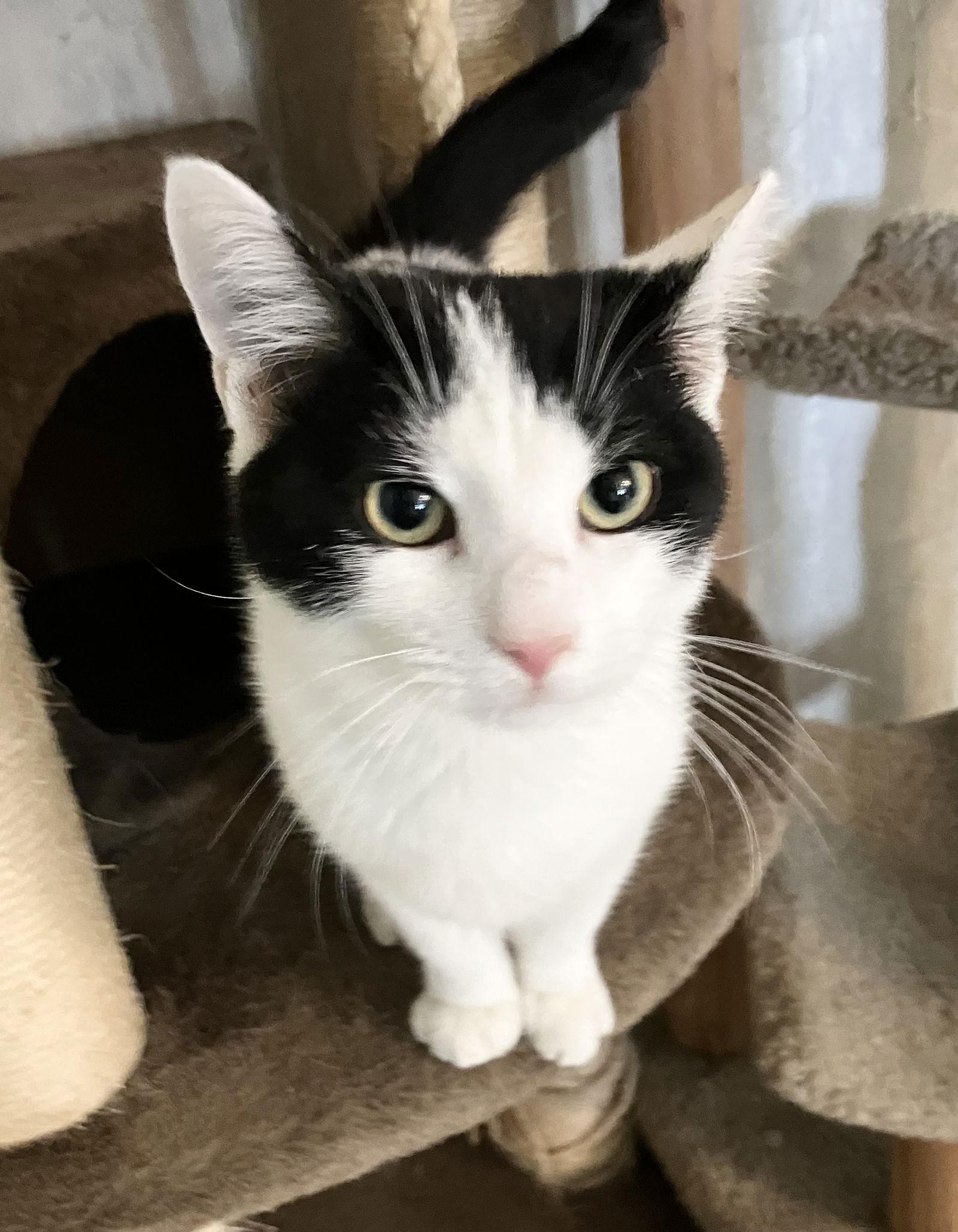 Gizmo  Kbc thumbnail 3