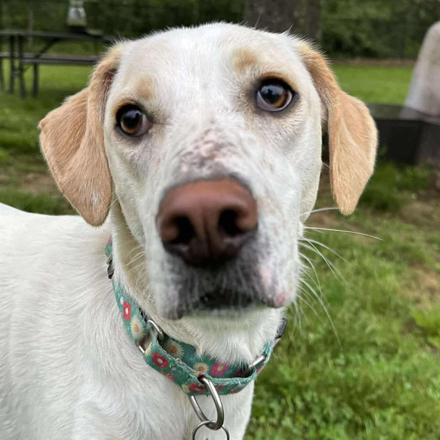Stella