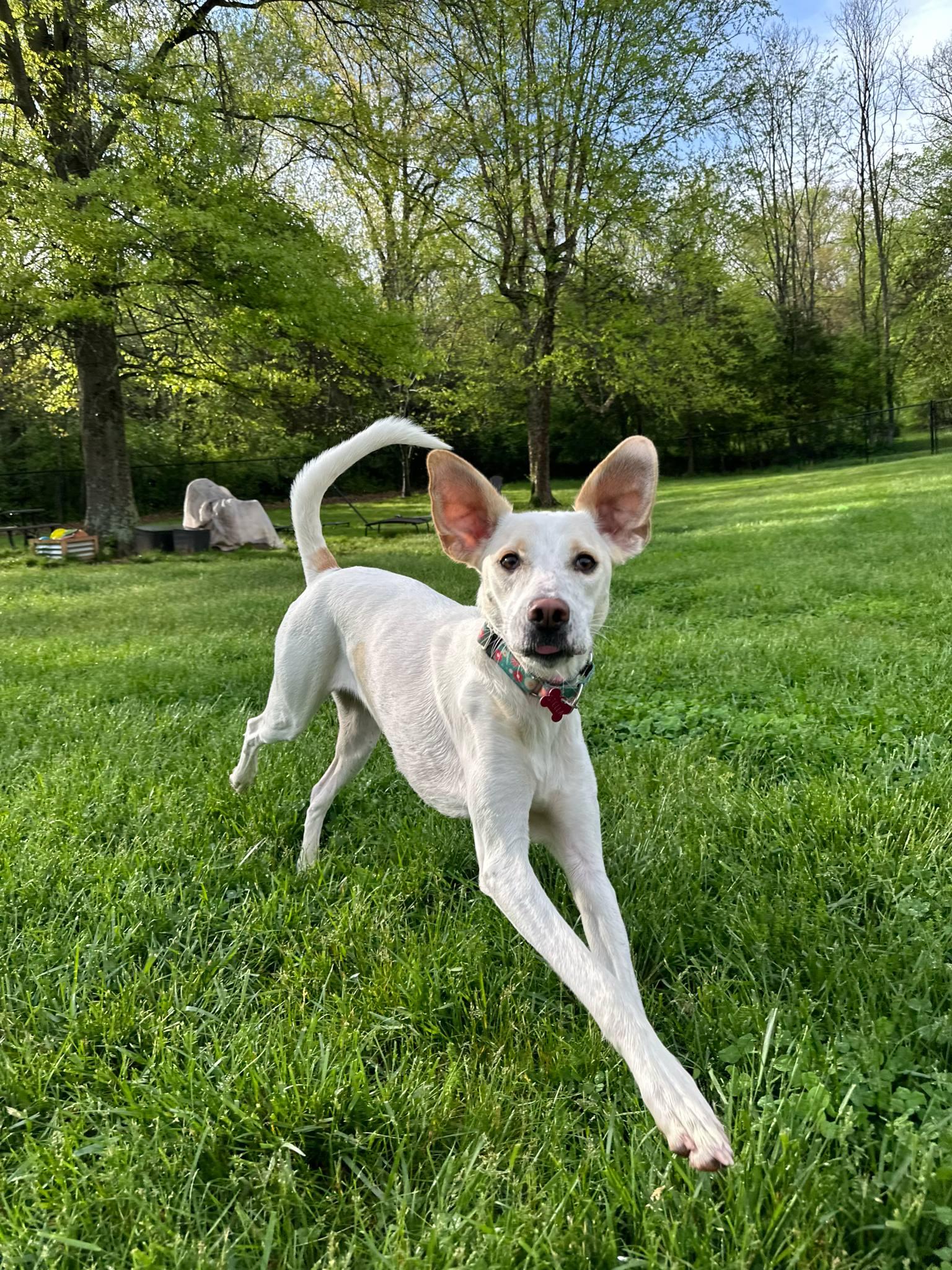 Stella