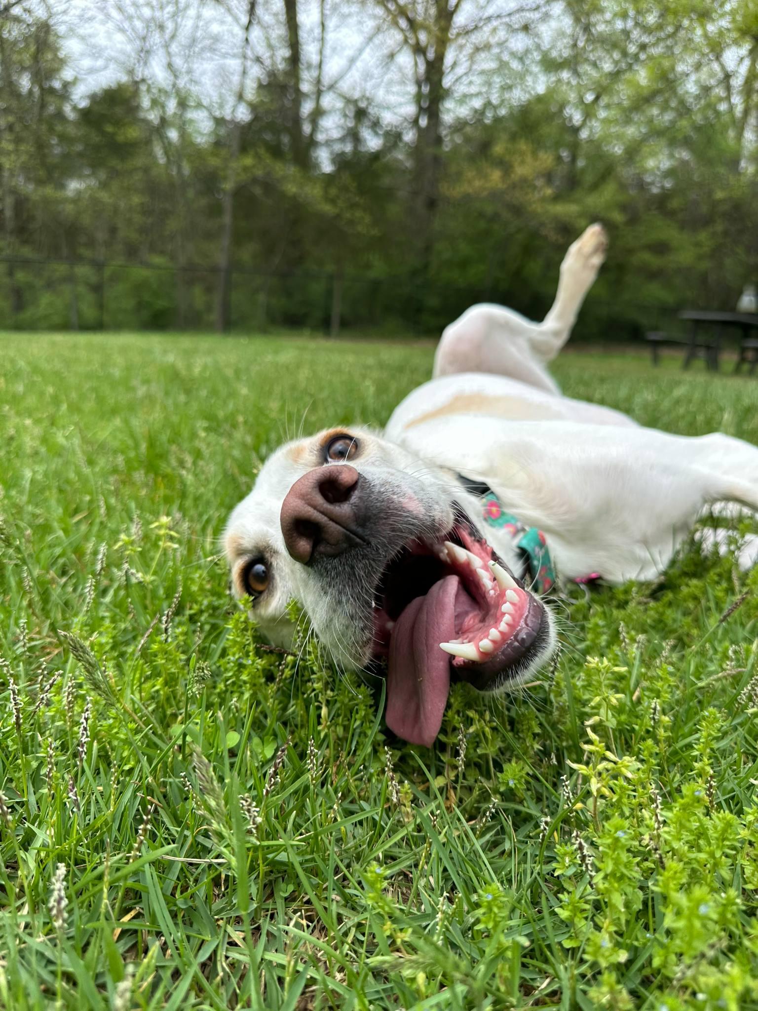 Stella