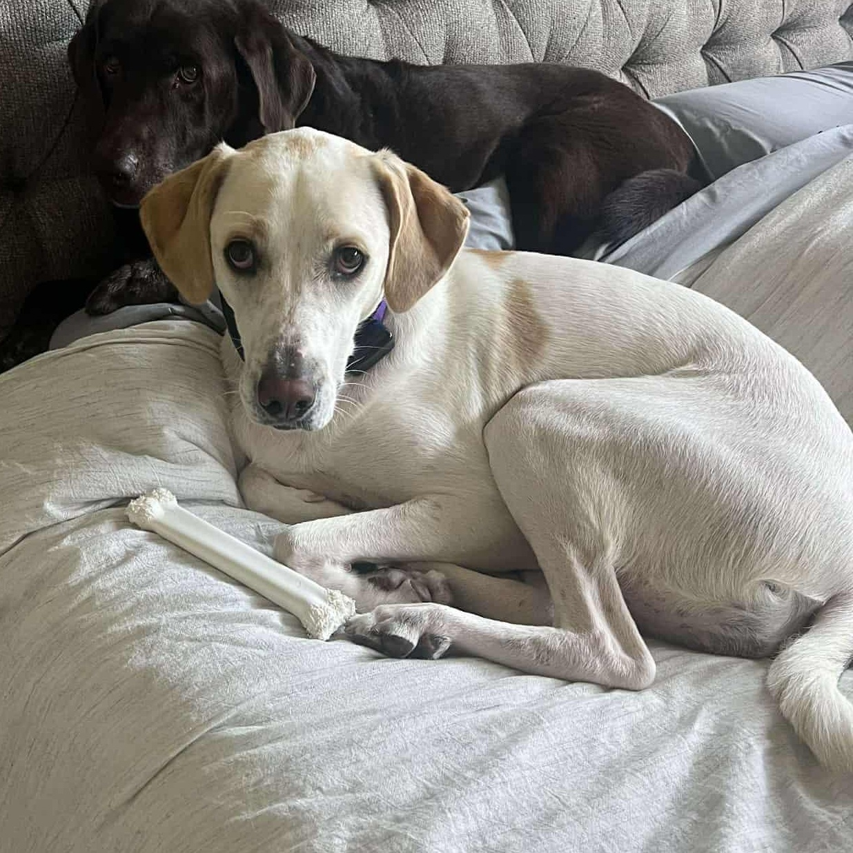 Stella