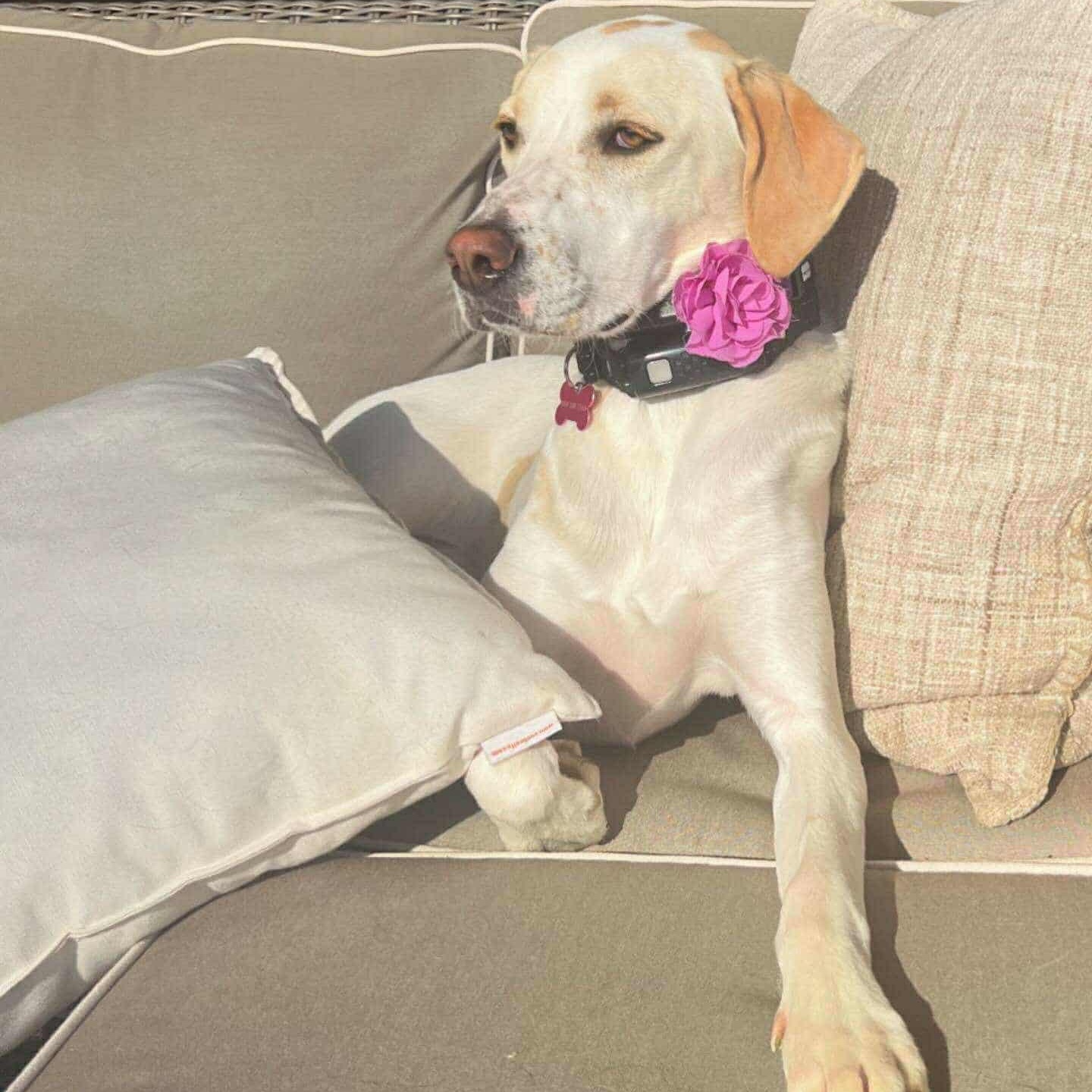 Stella