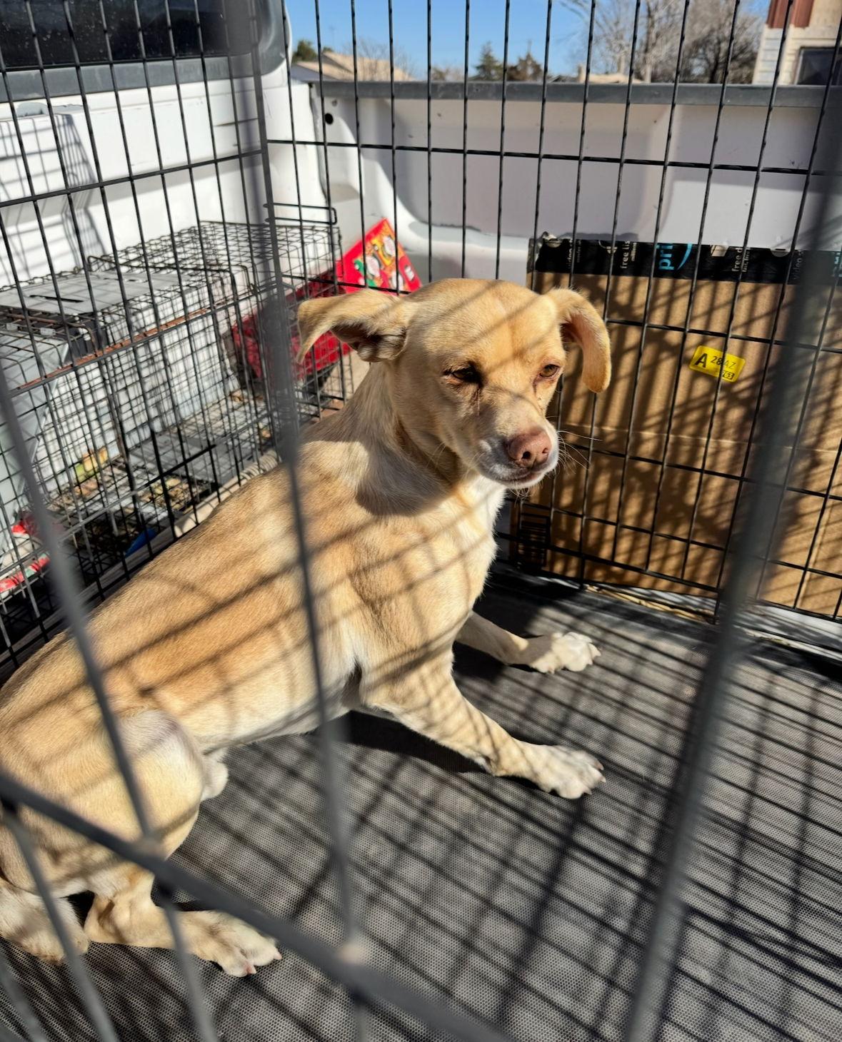 SPONSOR OR FOSTER ME - Ralphie, Adoptable, Adult Male Chihuahua.