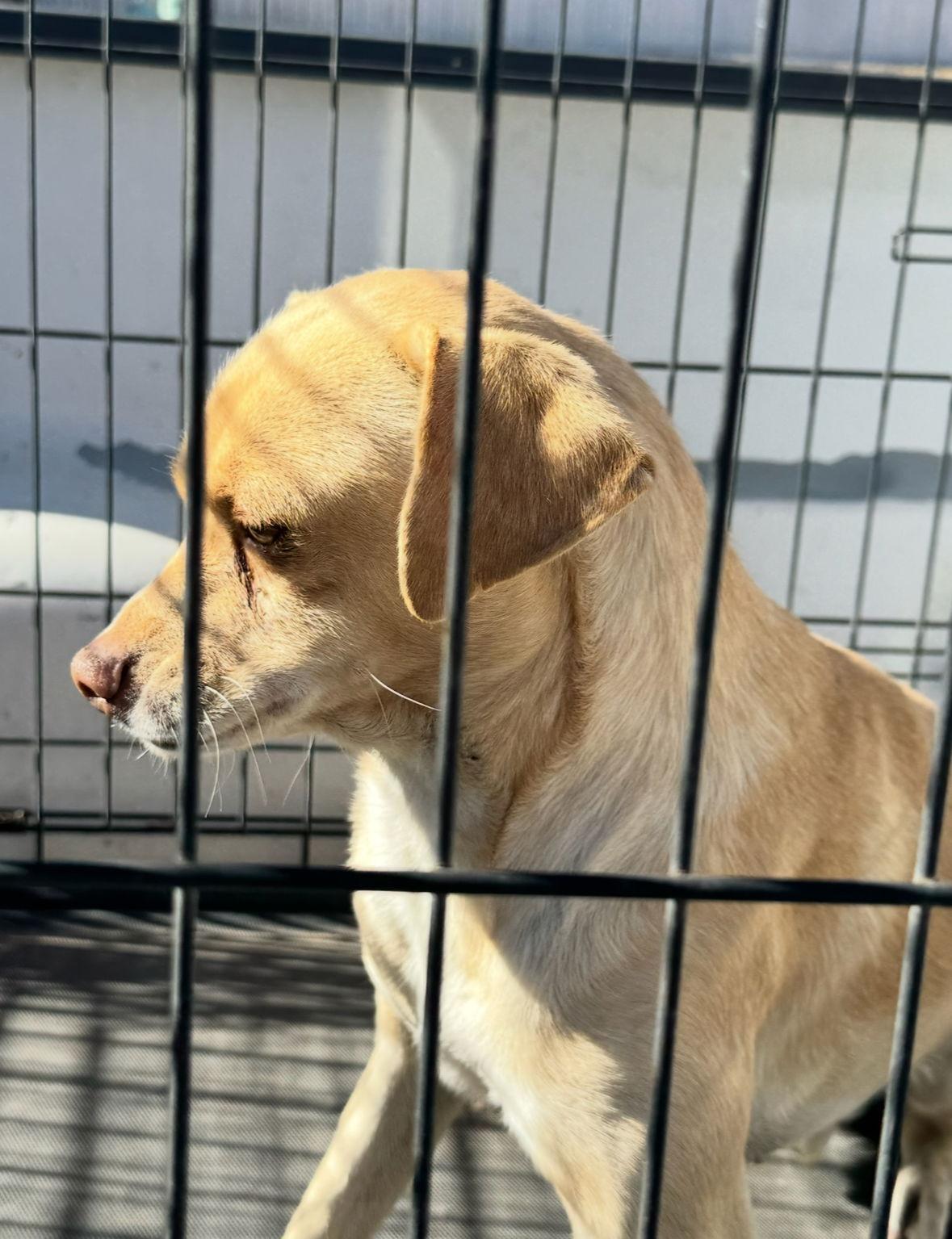 Enlarge SPONSOR OR FOSTER ME - Ralphie, a Adoptable Chihuahua in Grafton, WI image 2/2