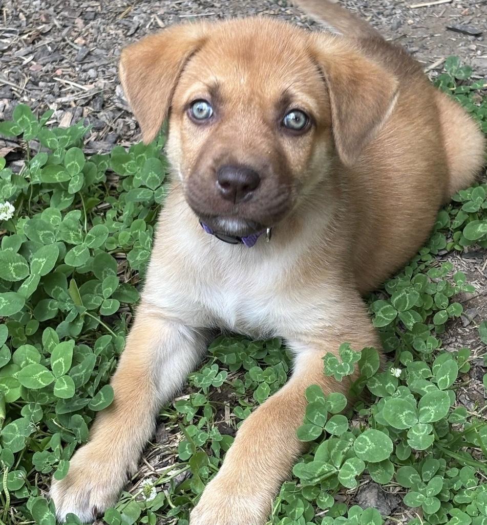 Cedar, adopted, Puppy Female Labrador Retriever & Rhodesian Ridgeback.