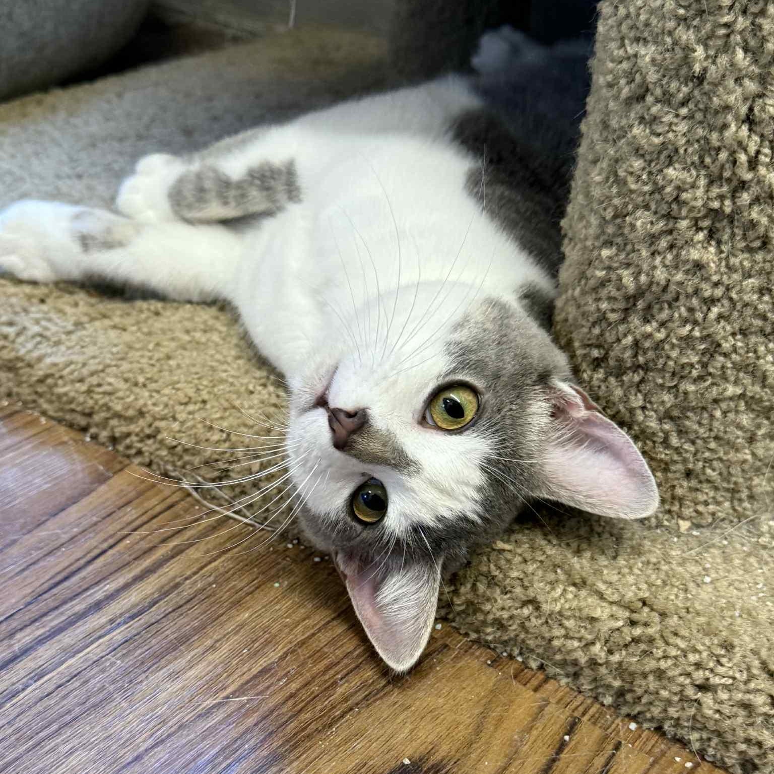 Enlarge Puddin, an adopted Domestic Short Hair in Indianapolis, IN image 2/6