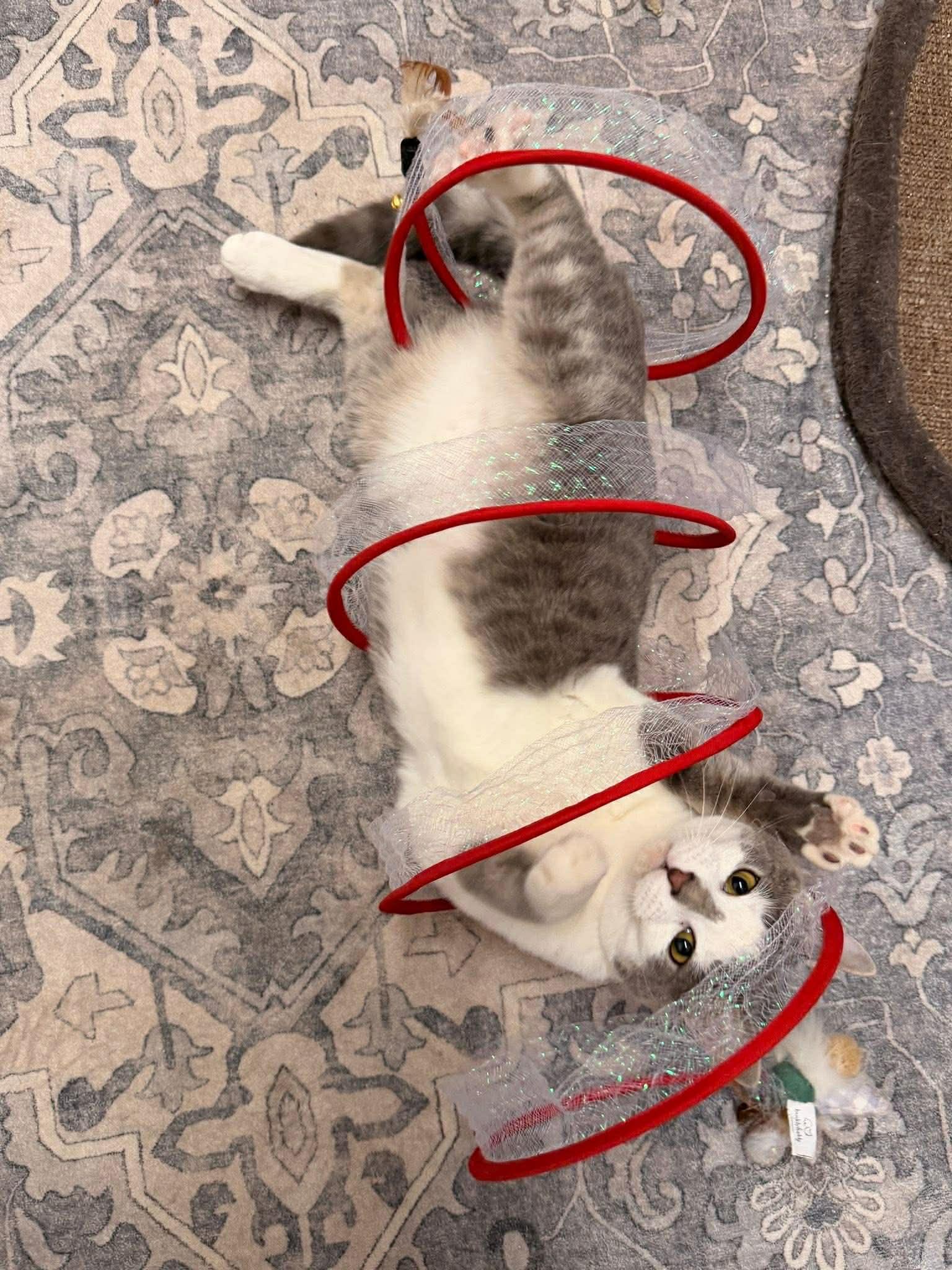 Enlarge Puddin, an adopted Domestic Short Hair in Indianapolis, IN image 5/6