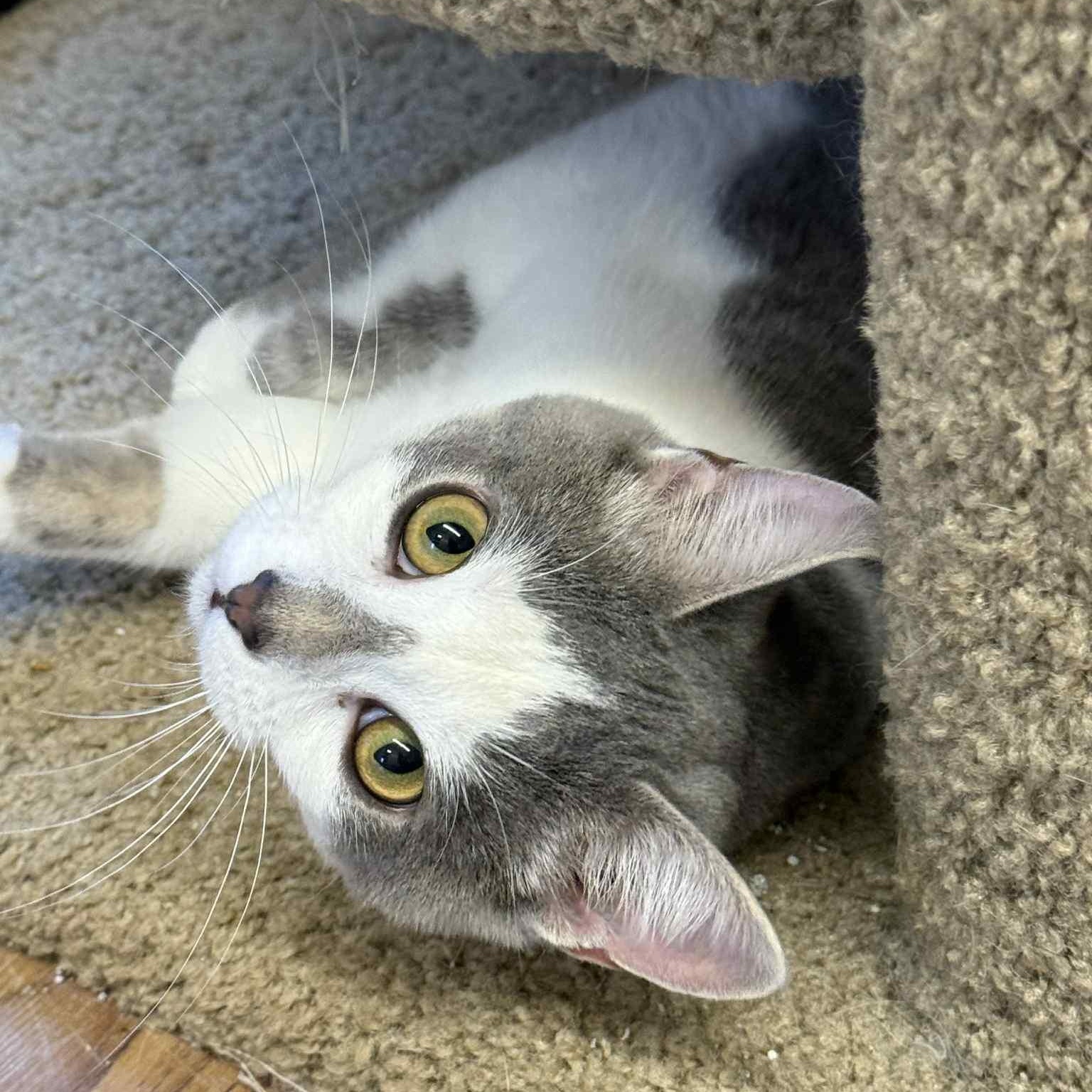 Enlarge Puddin, an adopted Domestic Short Hair in Indianapolis, IN image 1/6
