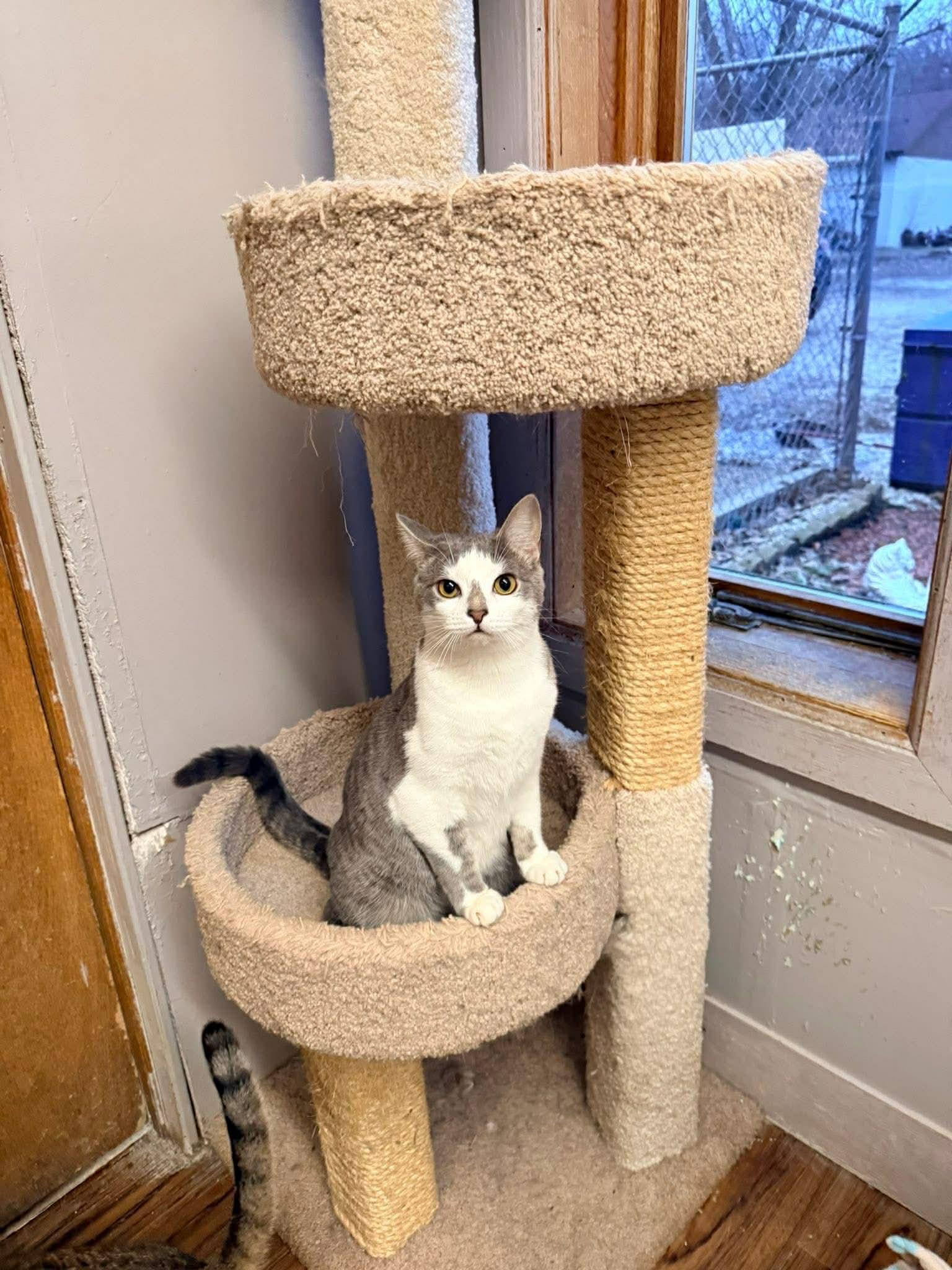 Enlarge Puddin, an adopted Domestic Short Hair in Indianapolis, IN image 6/6