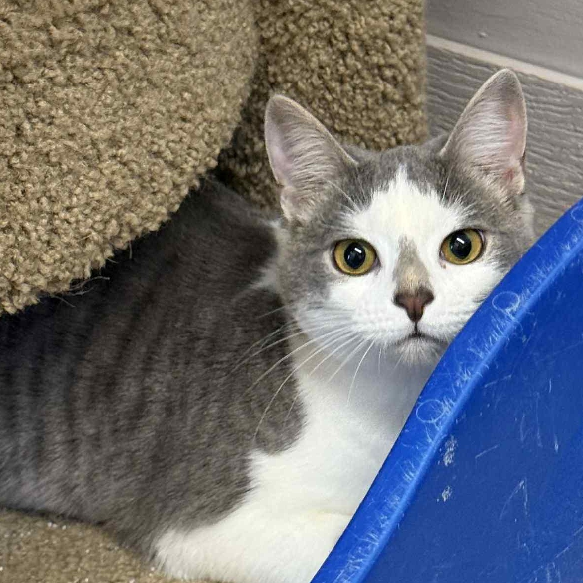 Enlarge Puddin, an adopted Domestic Short Hair in Indianapolis, IN image 3/6