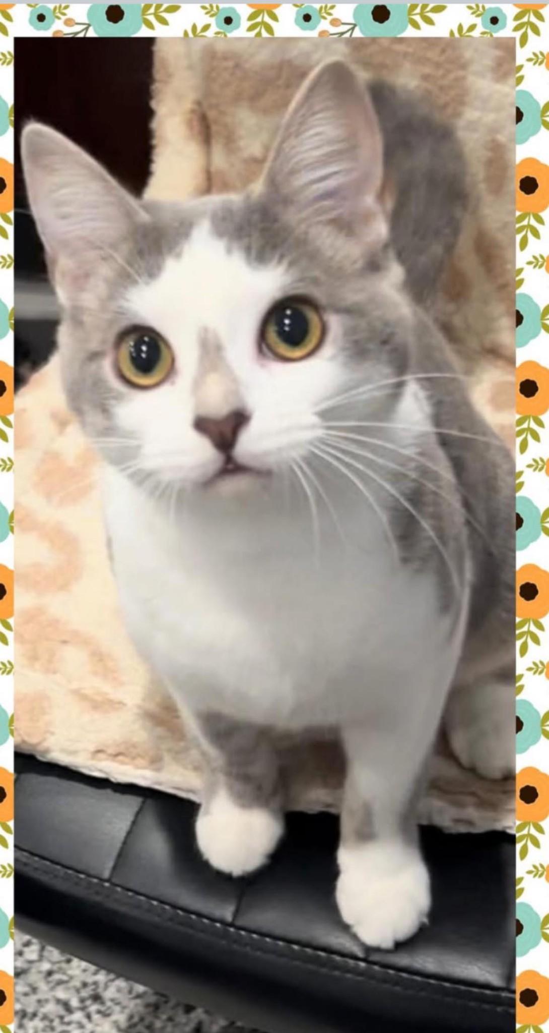 Enlarge Puddin, an adopted Domestic Short Hair in Indianapolis, IN image 4/6
