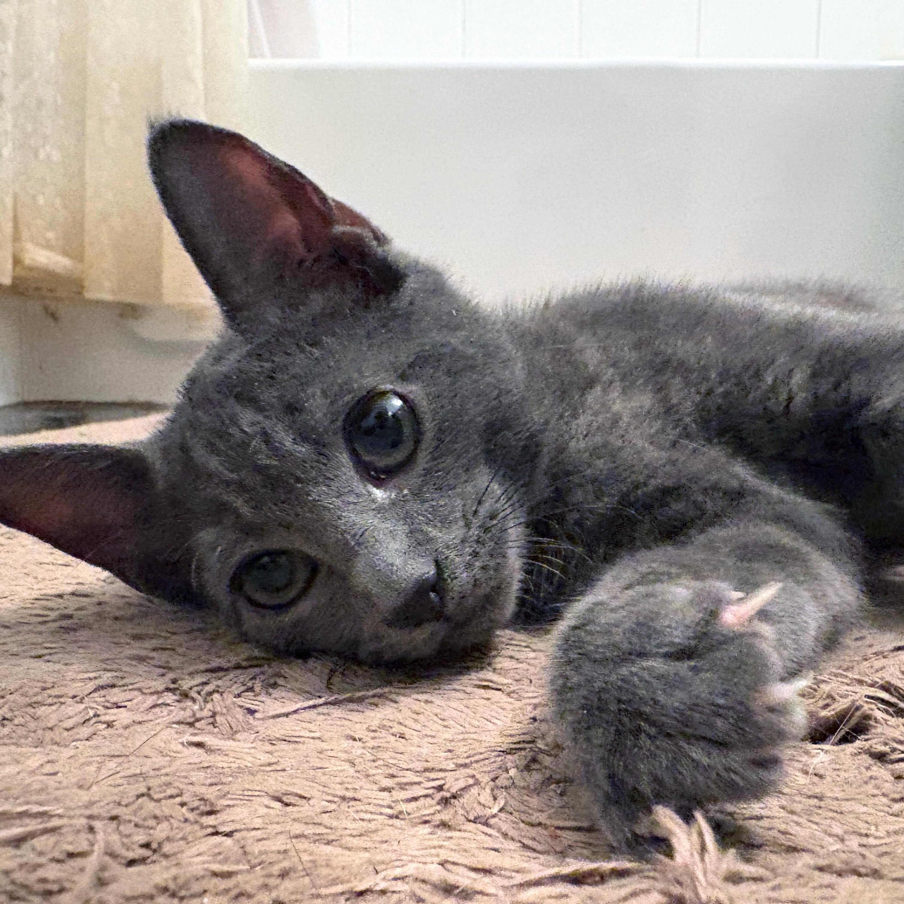 Enlarge Lexington, an adopted mixed breed in New York, NY image 2/6