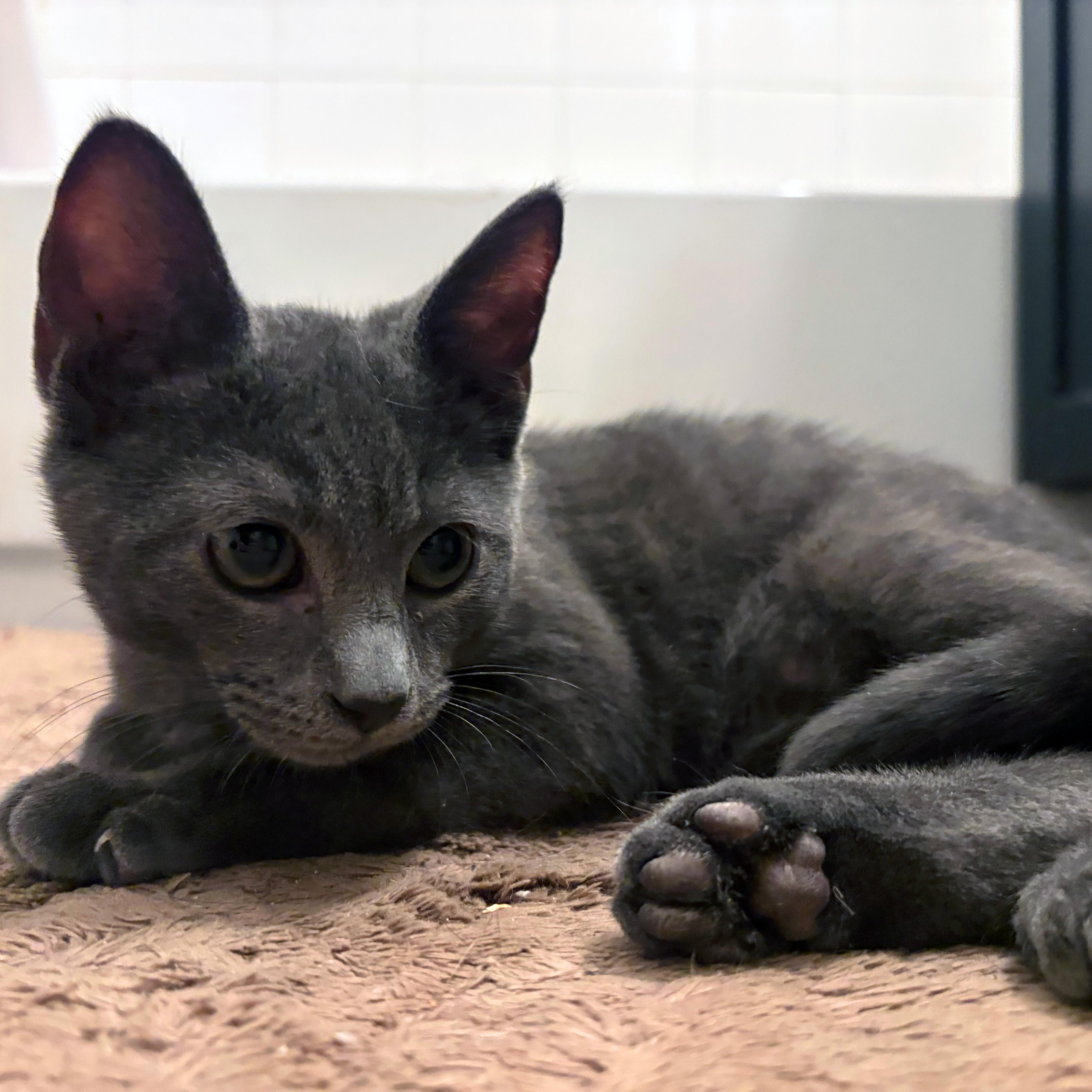 Lexington, adopted, Kitten Male American Shorthair & Russian Blue.