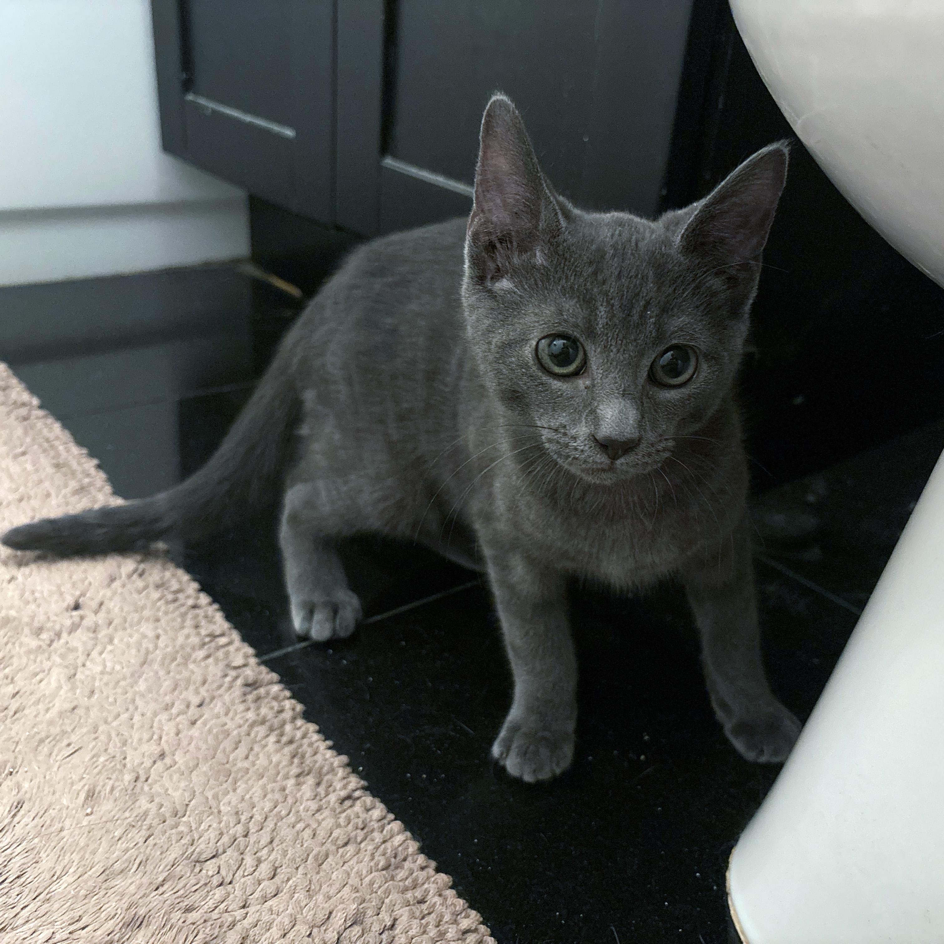 Enlarge Lexington, an adopted mixed breed in New York, NY image 3/6