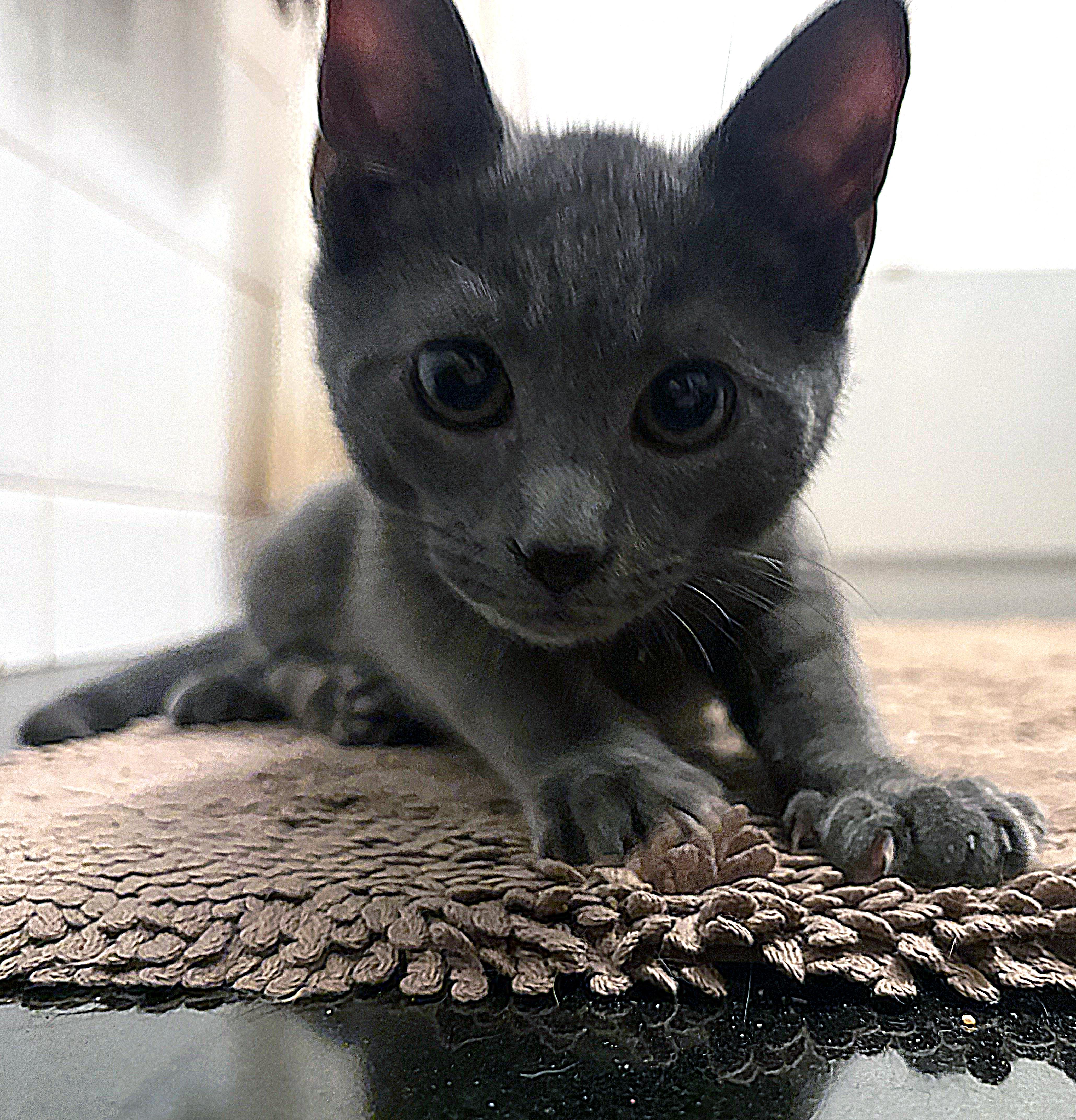 Enlarge Lexington, an adopted mixed breed in New York, NY image 5/6