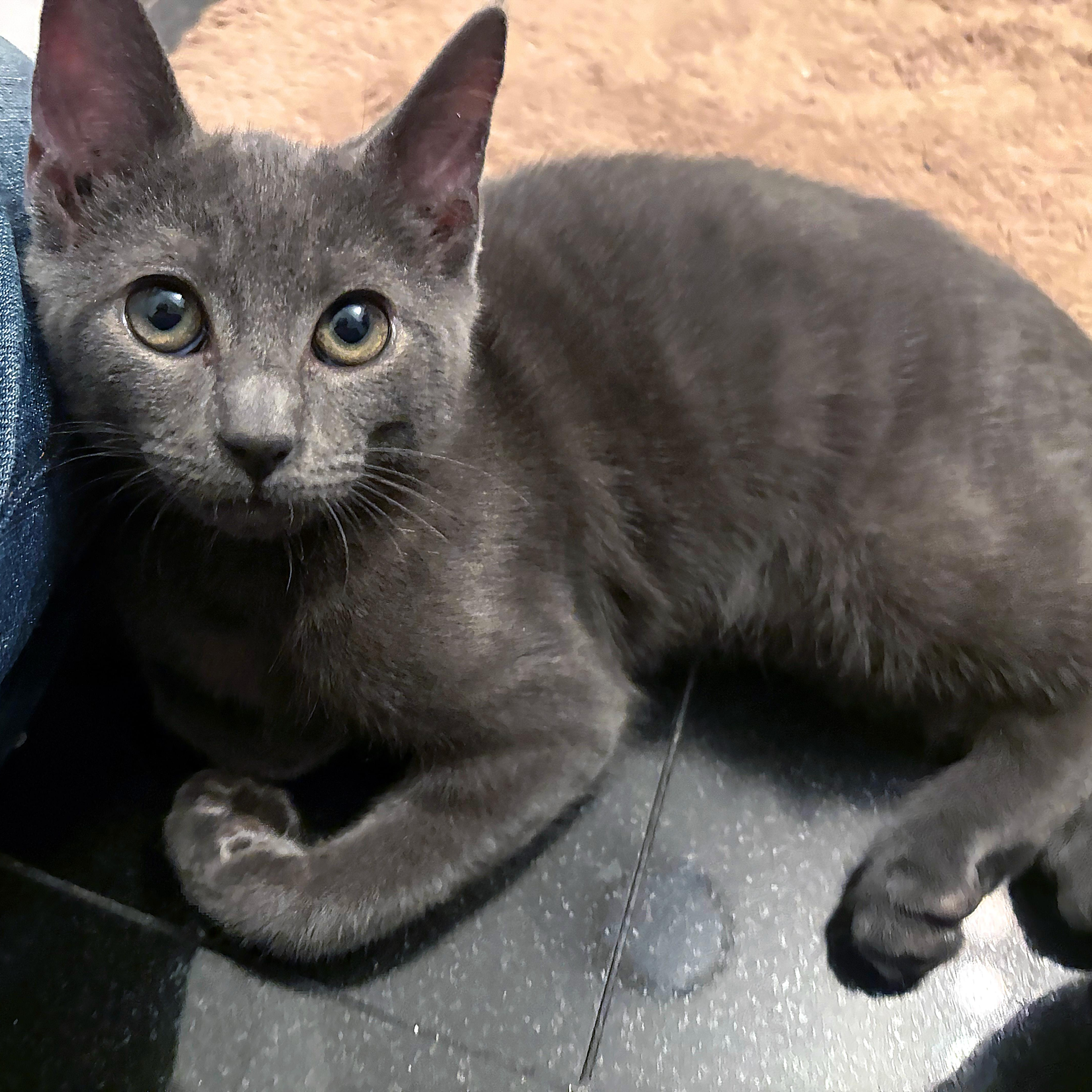 Enlarge Lexington, an adopted mixed breed in New York, NY image 4/6