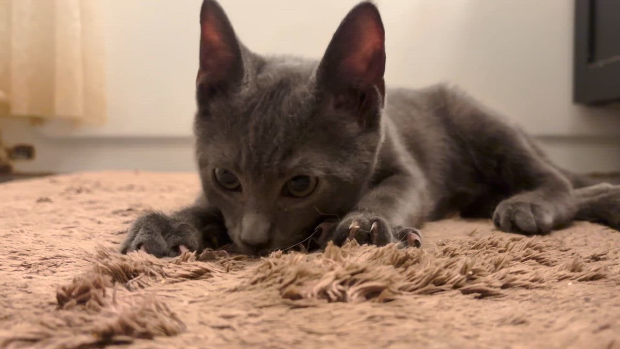 Enlarge Lexington, an adopted mixed breed in New York, NY video 6/6