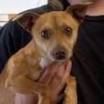 Goose/A1032611, Adoptable, Adult Male Chihuahua.