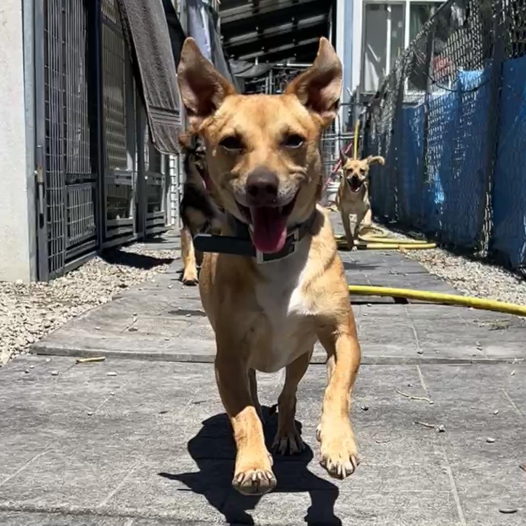 Goose/A1032611, a Adoptable Chihuahua in San Pablo, CA image 2/4