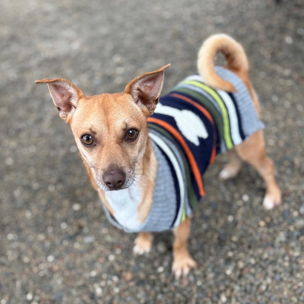 Goose/A1032611, a Adoptable Chihuahua in San Pablo, CA image 3/4