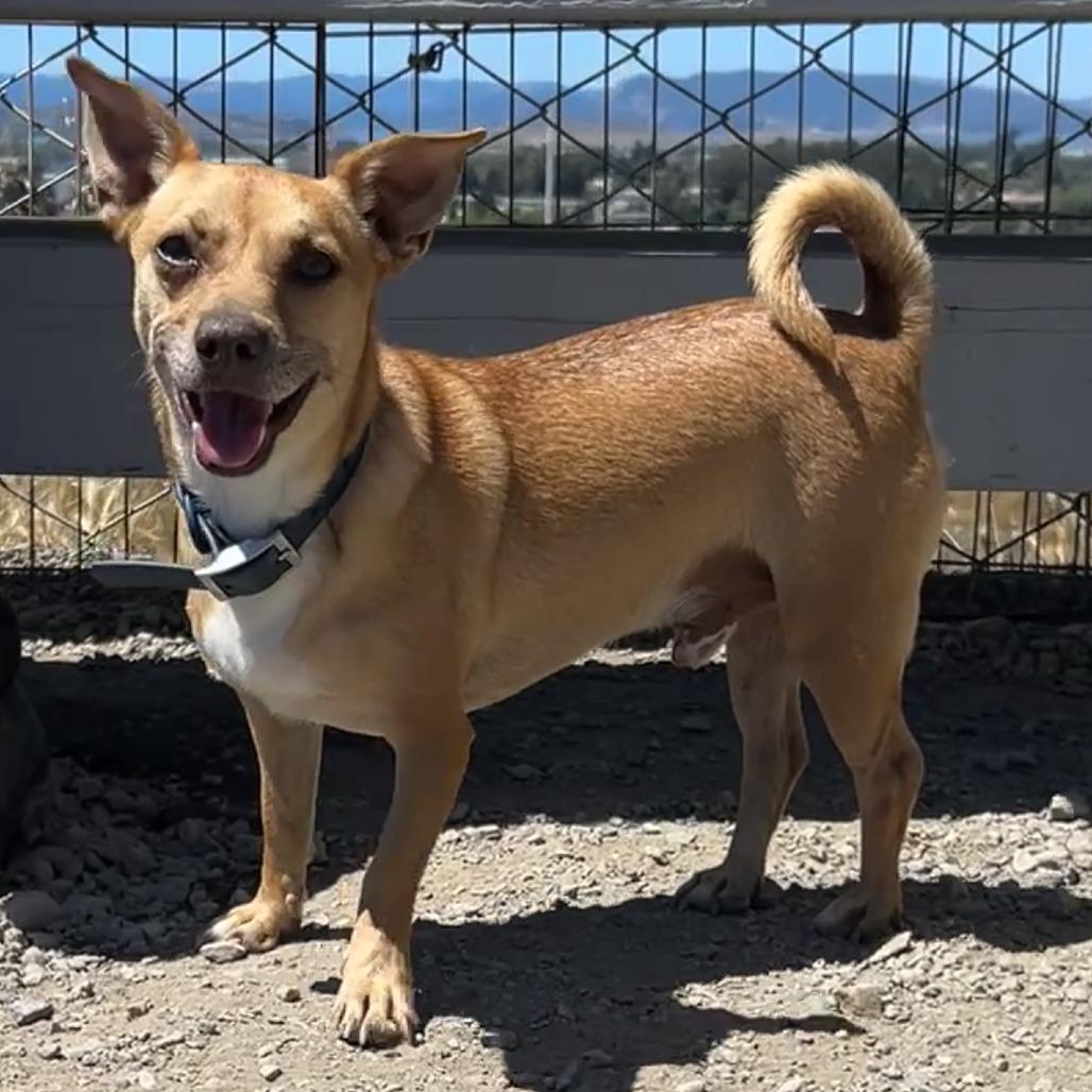Goose/A1032611, a Adoptable Chihuahua in San Pablo, CA image 4/4