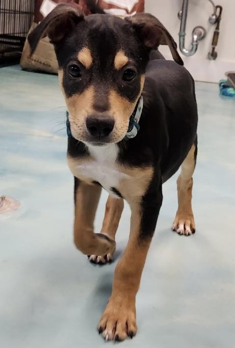 Enlarge Charlie, a ADOPTABLE mixed breed in Long Beach, NY image 1/1