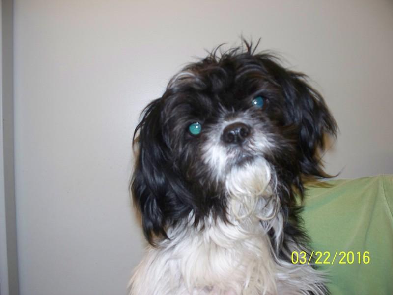 Ruby, Adopted, Senior Female Shih Tzu.