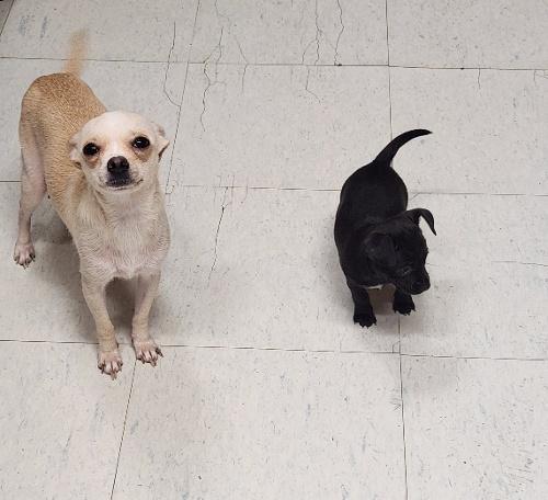 Mom Dog 27470 (Mila), a Adoptable Chihuahua in Parlier, CA image 1/5