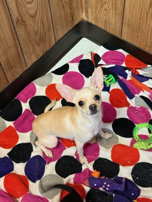 Mom Dog 27470 (Mila) — thumbnail 2