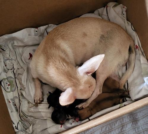 Mom Dog 27470 (Mila) — thumbnail 3