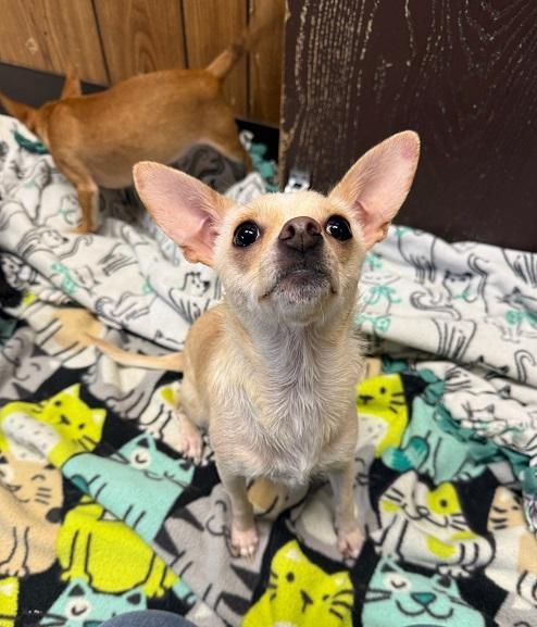 Mom Dog 27470 (Mila), a Adoptable Chihuahua in Parlier, CA image 3/5