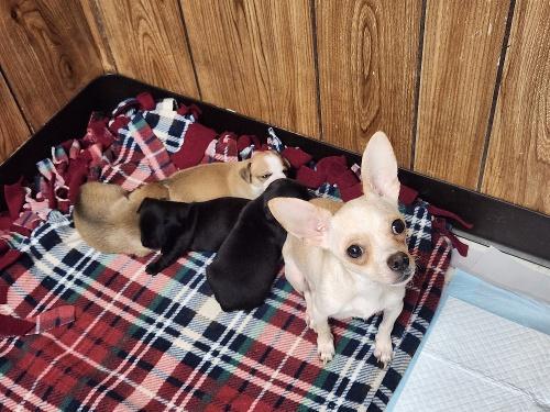 Mom Dog 27470 (Mila), a Adoptable Chihuahua in Parlier, CA image 4/5