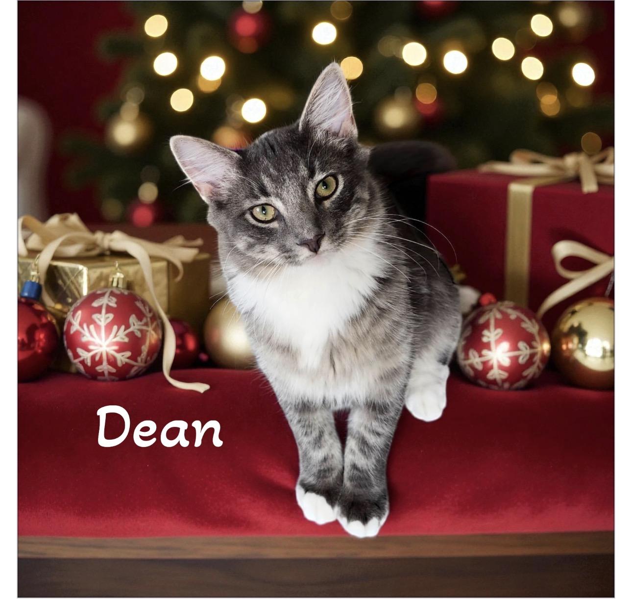 Enlarge Dean, a ADOPTABLE Domestic Medium Hair in West Pittston, PA image 1/1