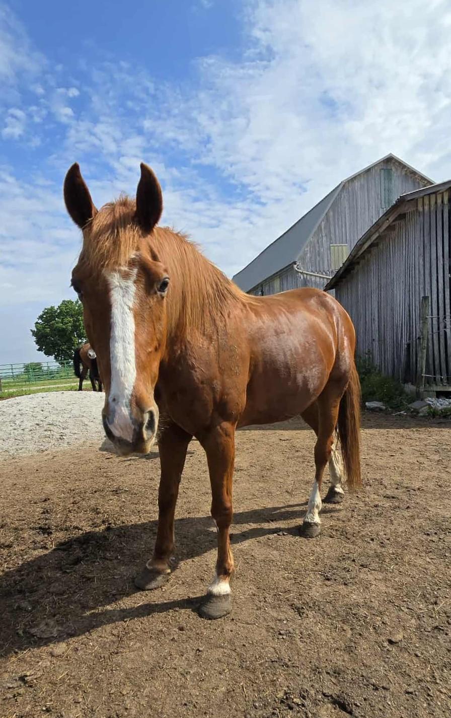 Clyde, Adult Male unknown