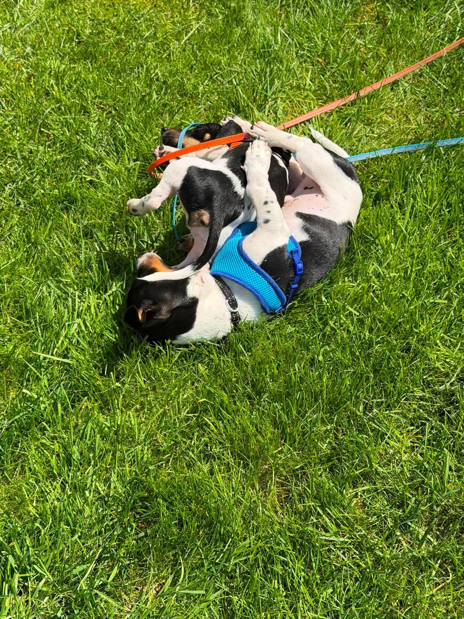 Henry, a ADOPTABLE Mixed Breed in Rochester , NY image 5/6