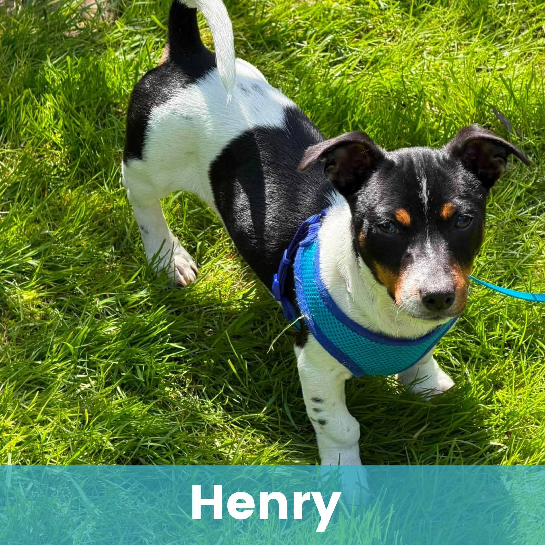 Henry, a ADOPTABLE Mixed Breed in Rochester , NY image 1/6