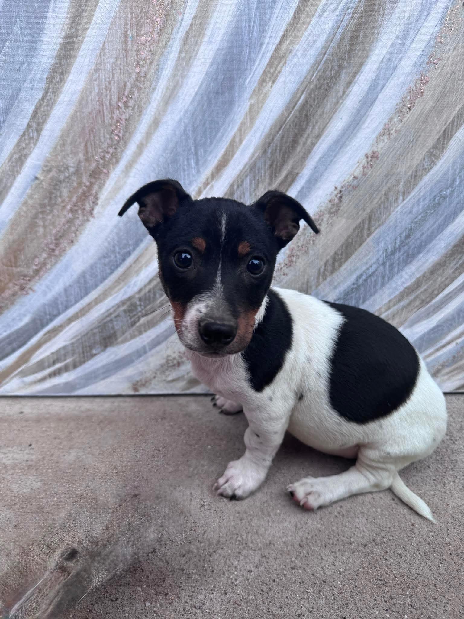 Henry, a ADOPTABLE Mixed Breed in Rochester , NY image 3/6