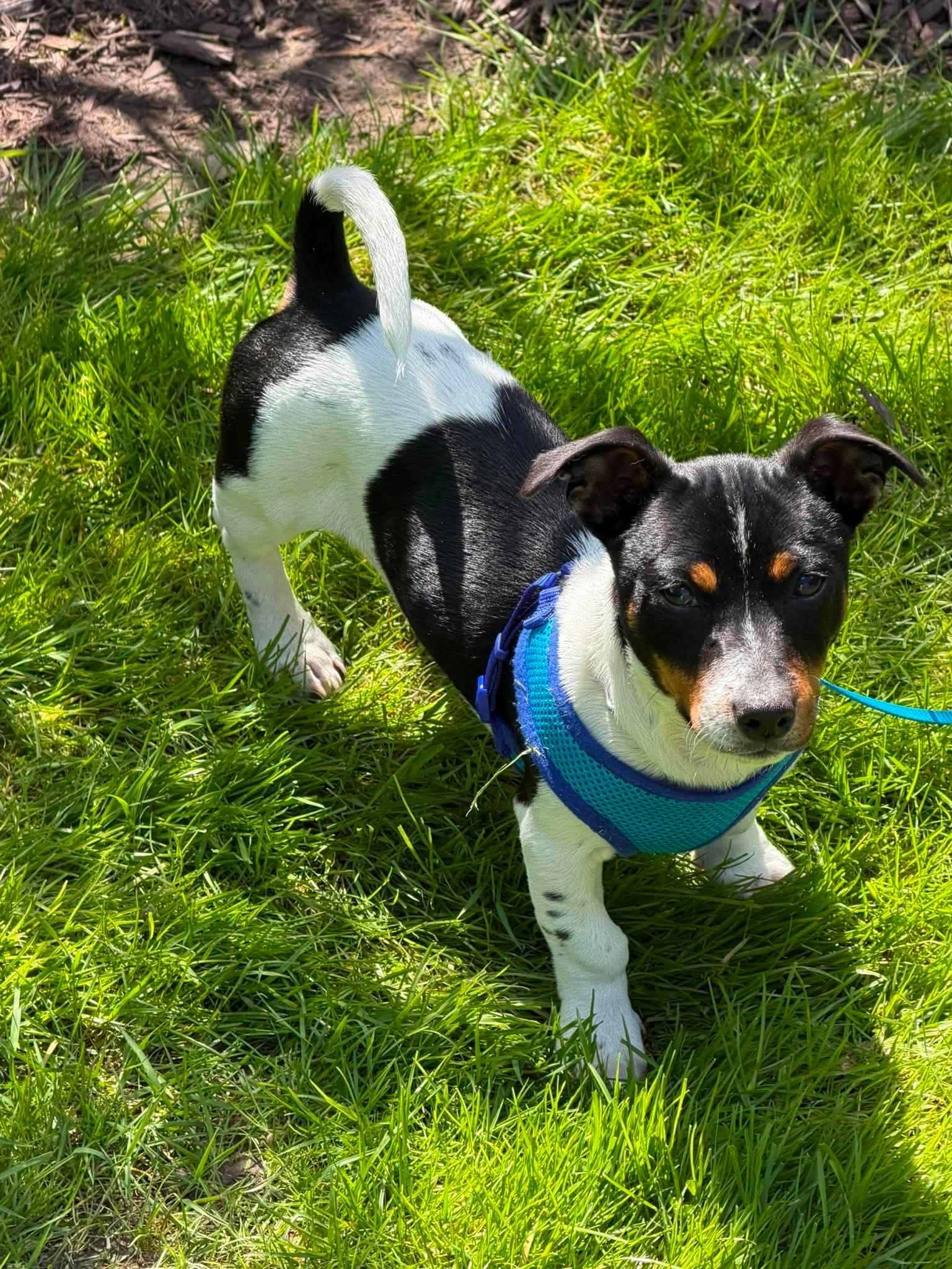 Henry, a ADOPTABLE Mixed Breed in Rochester , NY image 4/6