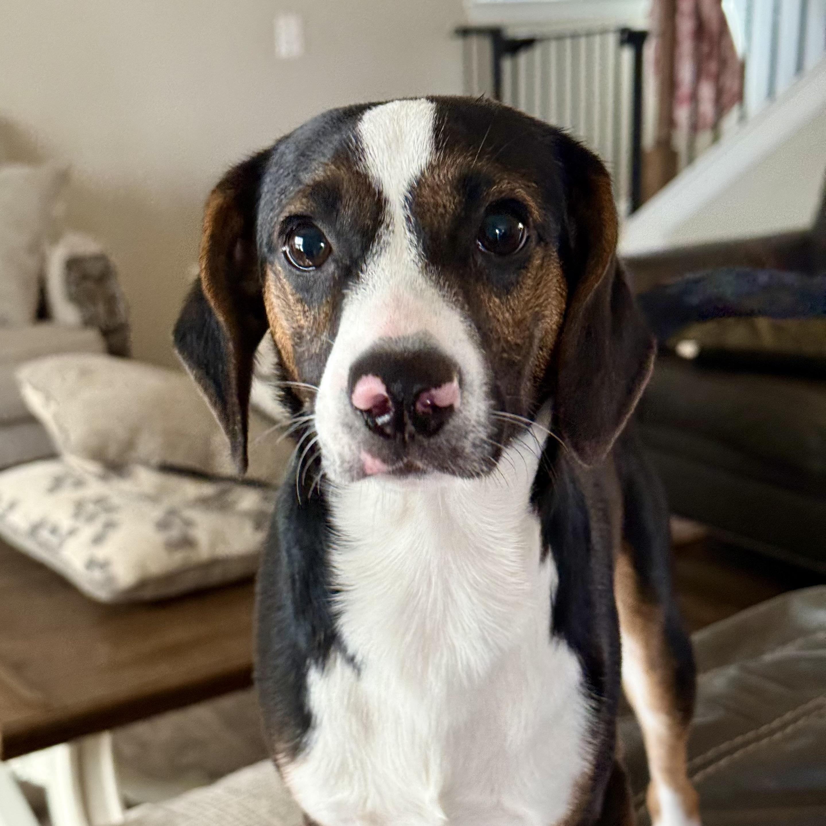Enlarge Peanut Butter Pie, an adopted mixed breed in Richmond Hill, GA image 1/6