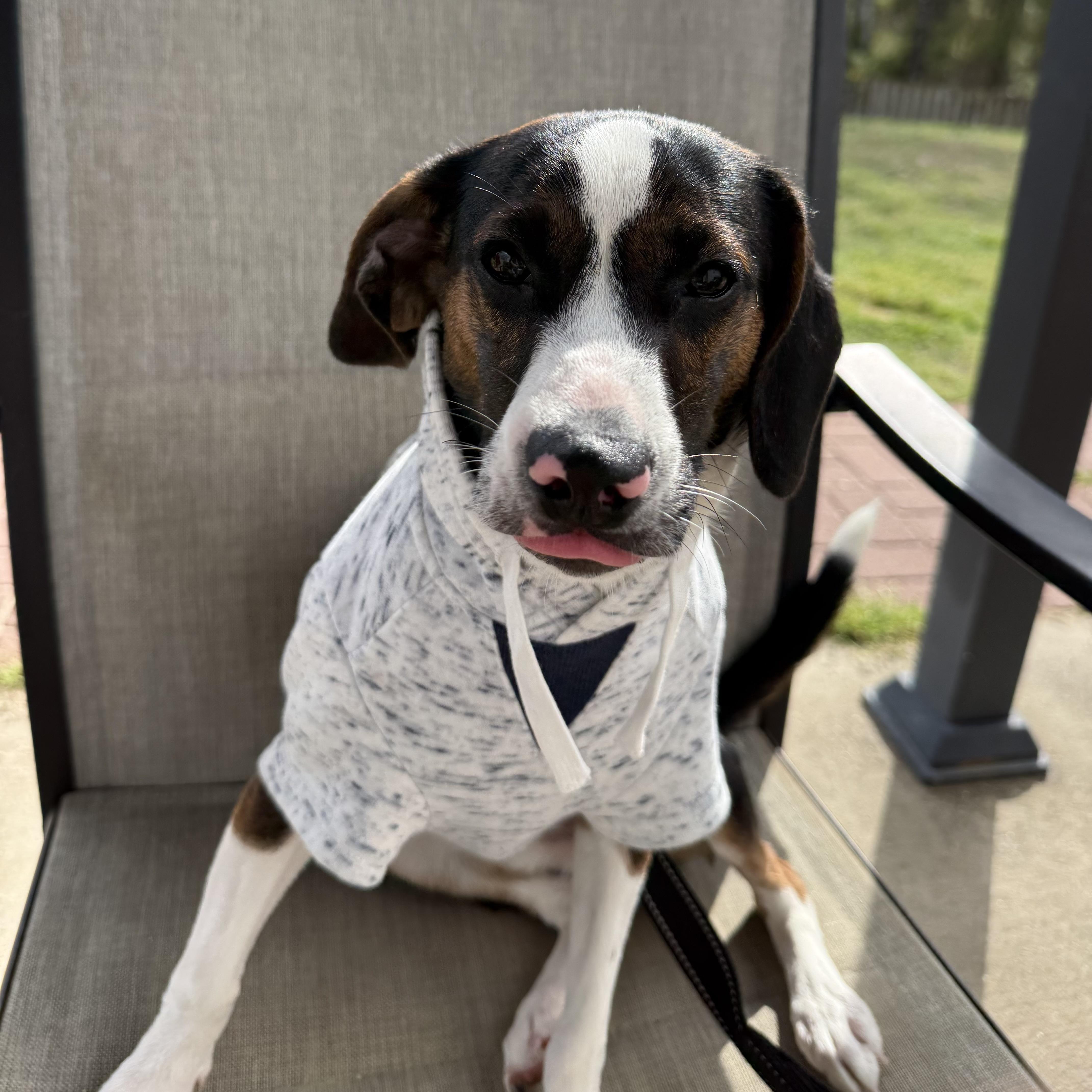 Enlarge Peanut Butter Pie, an adopted mixed breed in Richmond Hill, GA image 5/6