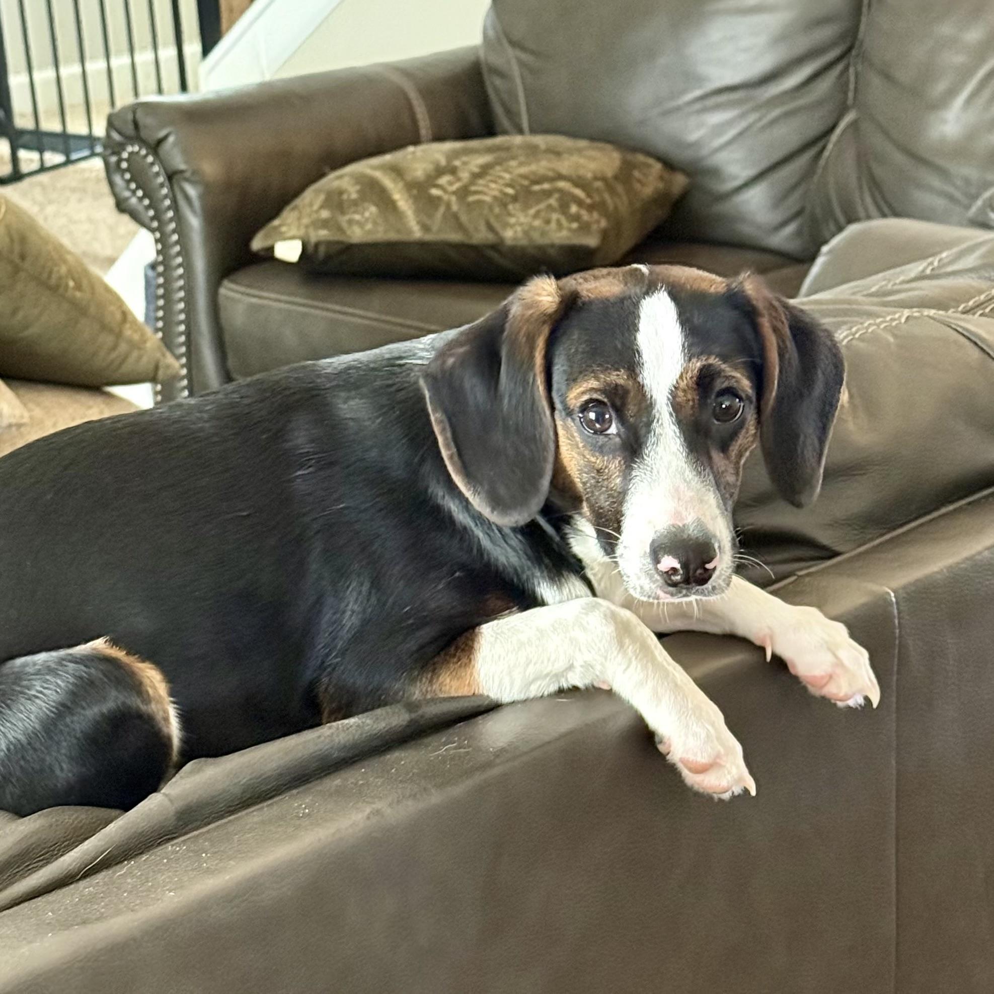Enlarge Peanut Butter Pie, an adopted mixed breed in Richmond Hill, GA image 4/6