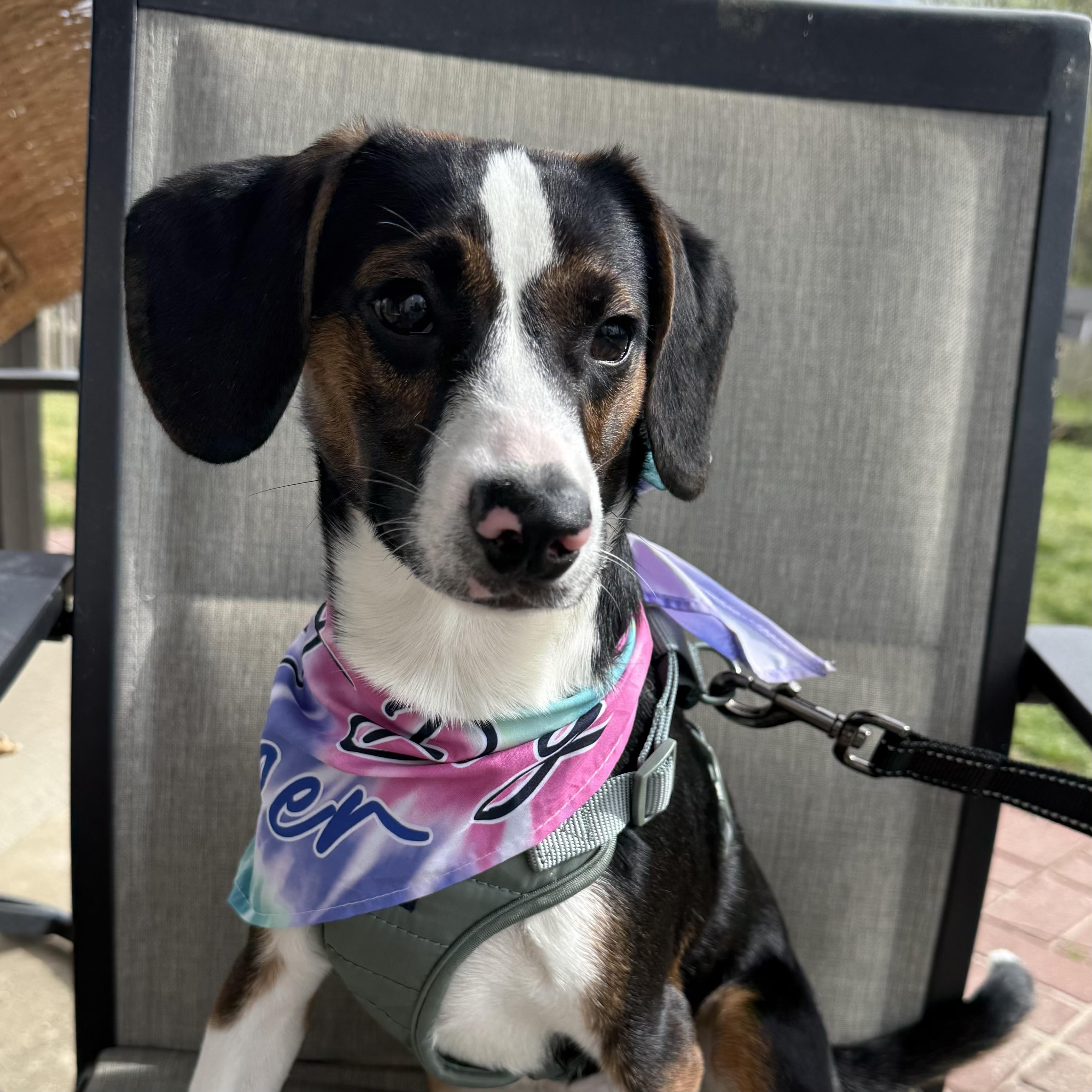 Enlarge Peanut Butter Pie, an adopted mixed breed in Richmond Hill, GA image 3/6