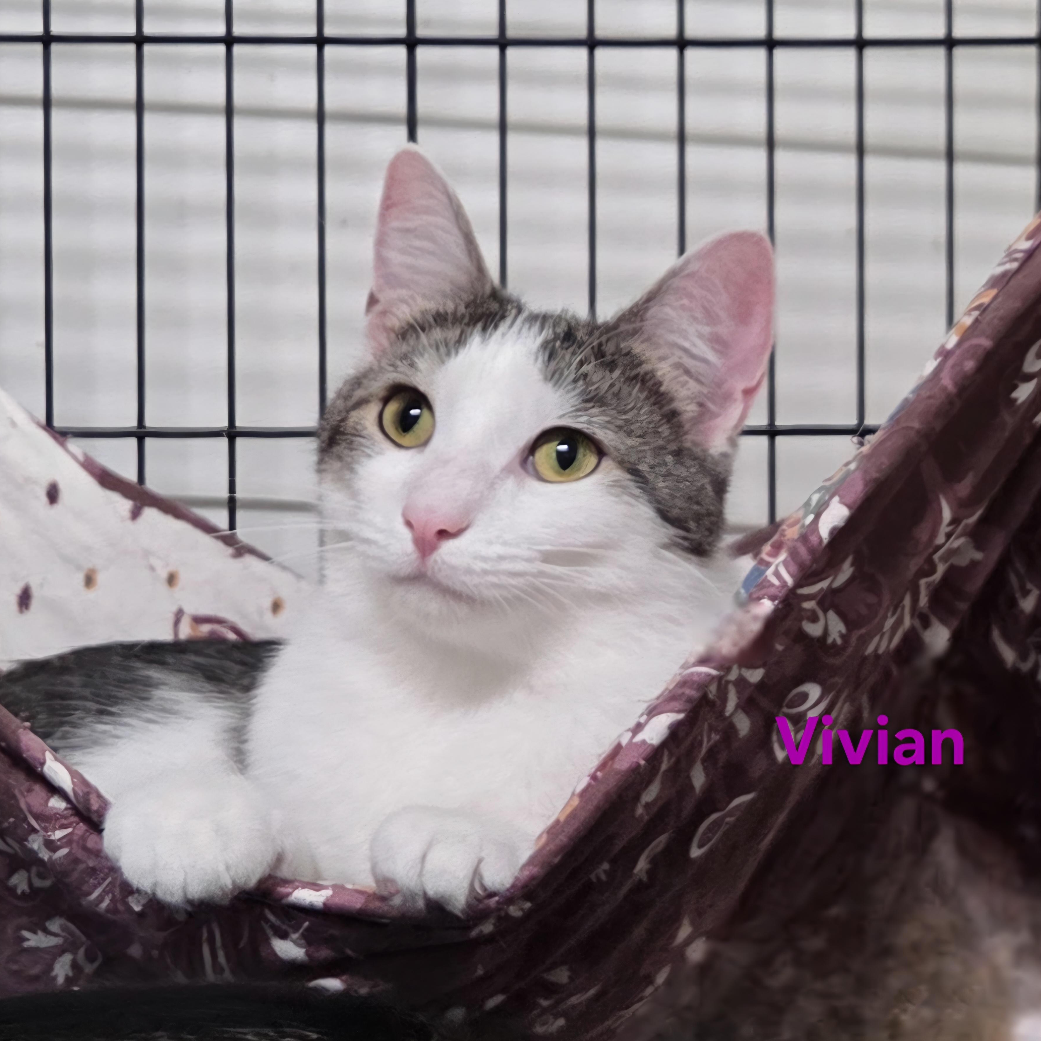 Vivian, Adoptable, Young Female Domestic Short Hair.