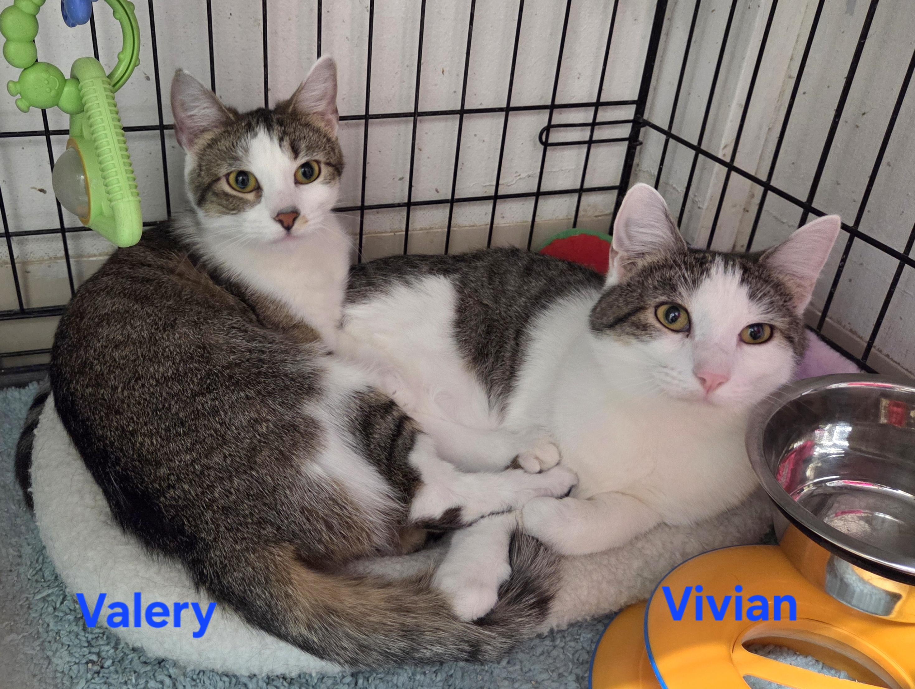 Vivian, a Adoptable Domestic Short Hair in Whitewater, WI image 4/5
