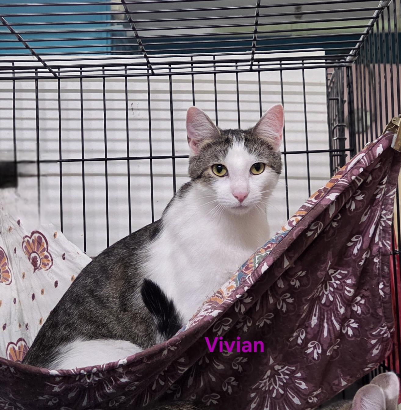 Vivian, a Adoptable Domestic Short Hair in Whitewater, WI image 2/5