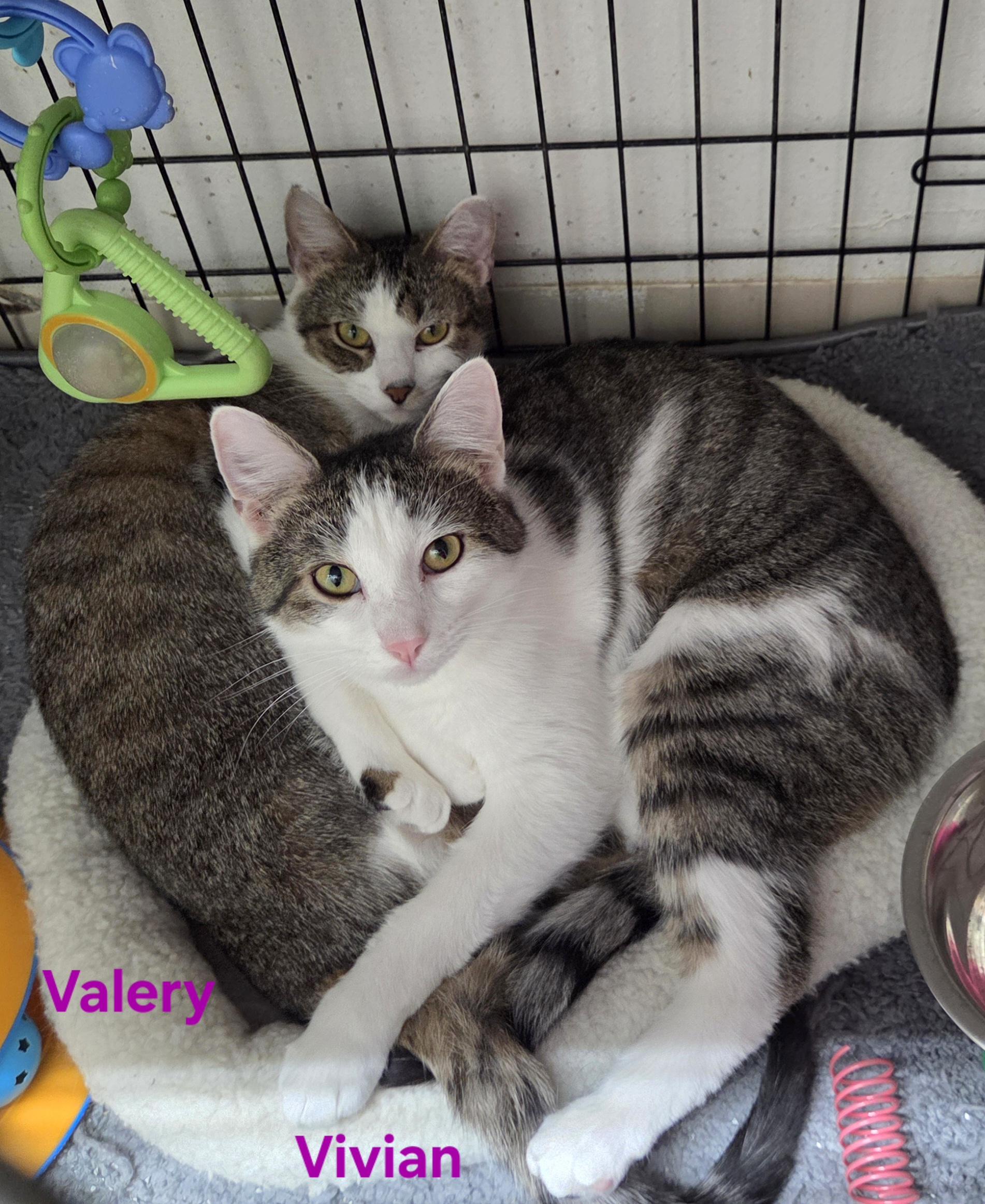 Vivian, a Adoptable Domestic Short Hair in Whitewater, WI image 5/5
