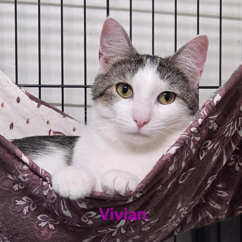Vivian, a Adoptable Domestic Short Hair in Whitewater, WI image 3/5