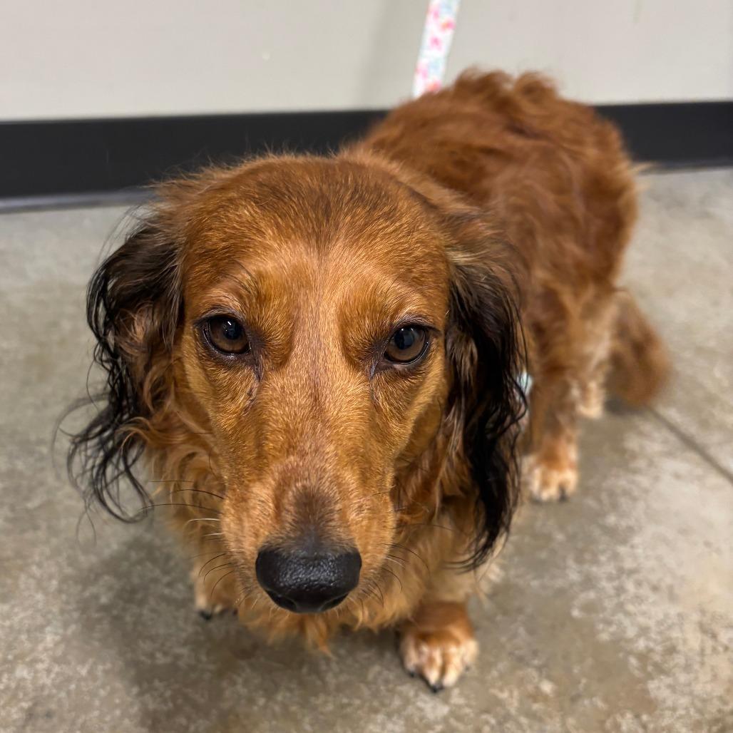 Enlarge Ella Grace, a Adoptable mixed breed in Saint Cloud, MN image 1/2