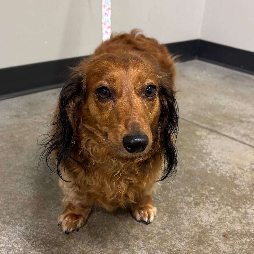Enlarge Ella Grace, a Adoptable mixed breed in Saint Cloud, MN image 2/2