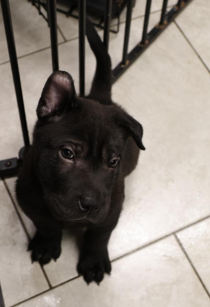 Quill, a Adoptable mixed breed in TUCSON, AZ image 1/4